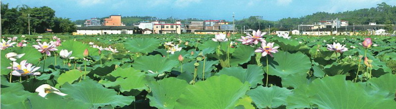 楼下村盘活村中八亩土地,成就了佛冈一景,也为该村带来经济效益。