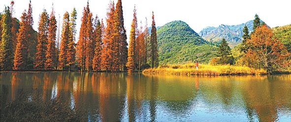 阳山县杜步镇东山村：秋叶